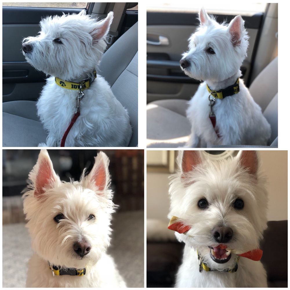 LIL’ CRITTER DOG GROOMING 27 Photos & 37 Reviews Pet Groomers 731