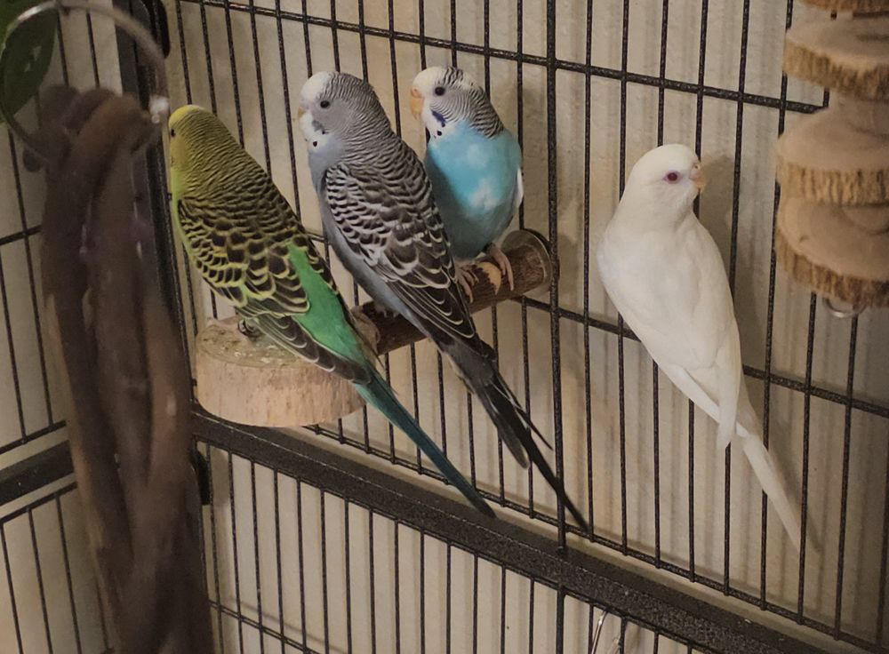 KILLEEN BIRD SANCTUARY & HOMESTEAD Updated October 2024 Request