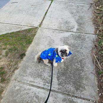 Dpet & Gift - This is my favorite puff vest ever! - Pet Stores Near Me - Los Angeles, California Dpet & Gift - This is my favorite puff vest ever! - Pet Stores Near Me - Los Angeles, California