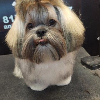 Anne's Pretty Pups - Pet Groomers Near Me - Keller, Texas Anne's Pretty Pups - Pet Groomers Near Me - Keller, Texas