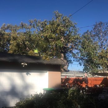 A & M Tree Specialist - Avocado tree halfway done - Tree Services Near Me - Orange, California A & M Tree Specialist - Avocado tree halfway done - Tree Services Near Me - Orange, California