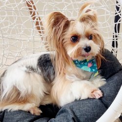 Frisco Pet Grooming Giftly Beautiful Gift Card Alternative