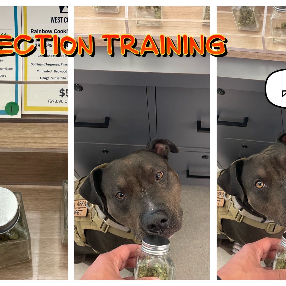 Illa Canna kindly allows detection dog training. Minimum purchase of $50 applies per training session. Illa Canna kindly allows detection dog training. Minimum purchase of $50 applies per training session.