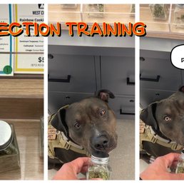 Illa Canna kindly allows detection dog training.  Minimum purchase of $50 applies per training session.
