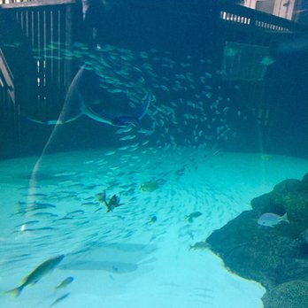 Florida Keys Aquarium Encounters - 2000 league in the sea - Aquariums Near Me - Marathon, Florida Florida Keys Aquarium Encounters - 2000 league in the sea - Aquariums Near Me - Marathon, Florida