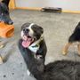 Photo of Companionshep Doggie Daycare 