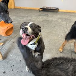 Companionshep Doggie Daycare