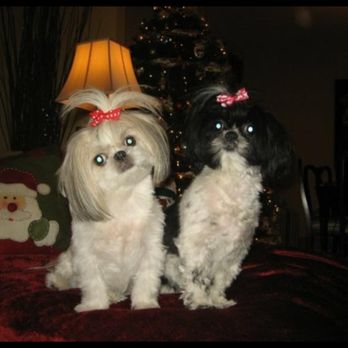 Viva La Pooch Pet Salon - Coco  Lulu - Pet Groomers Near Me - Brooklyn, New York