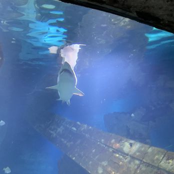 Long Island Aquarium - Aquariums Near Me - Riverhead, New York Long Island Aquarium - Aquariums Near Me - Riverhead, New York