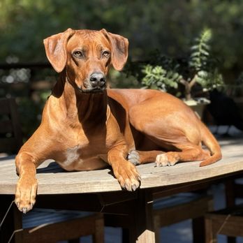Wow! My dog - Mila - Pet Groomers Near Me Wow! My dog - Mila - Pet Groomers Near Me