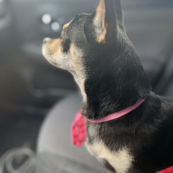 Animal Kingdom - Fresh and clean - Pet Groomers Near Me - Colton, California