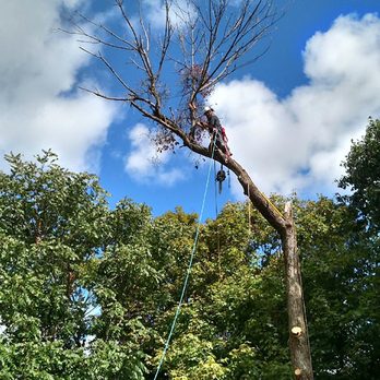 B3 Tree Removal - Cutting down a dead ash tree. - Tree Services Near Me