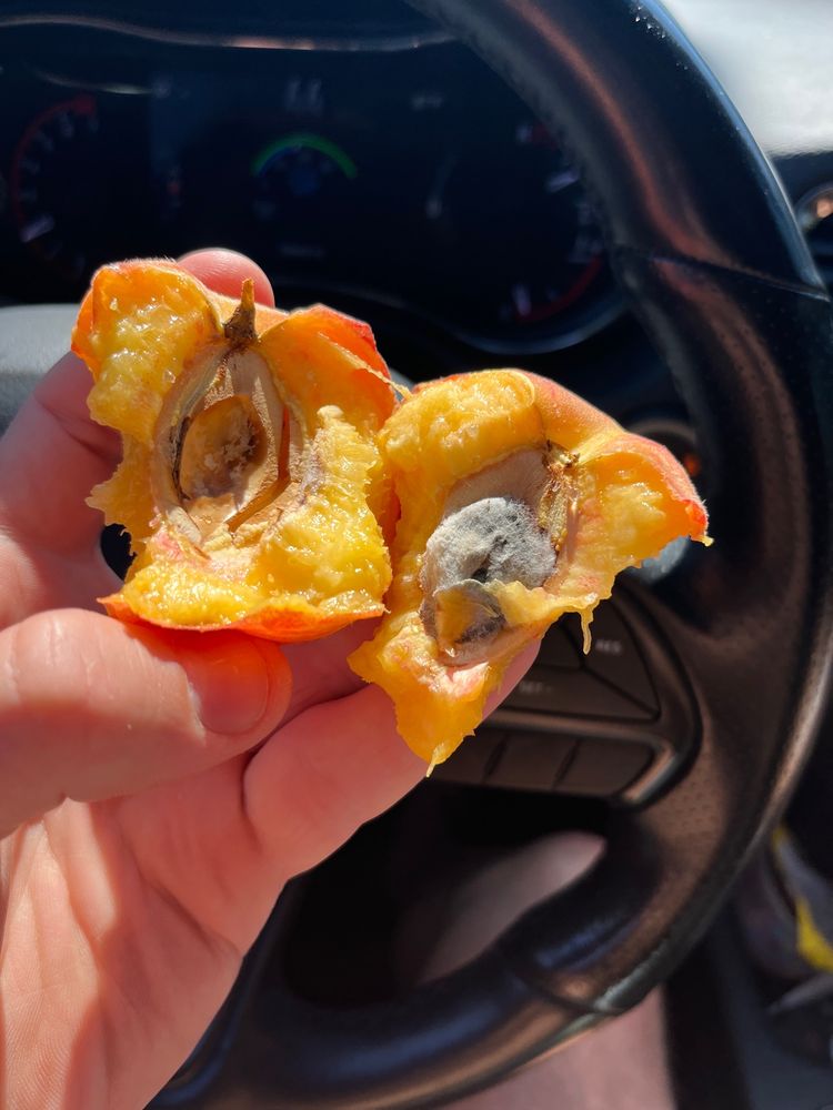 PEACHES FRUIT & PRODUCE Updated August 2024 24 Reviews 47