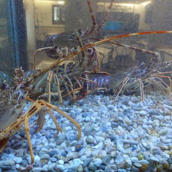 Marisqueira do Lis - Seafood Near Me - Lisbon, 11 Marisqueira do Lis - Seafood Near Me - Lisbon, 11