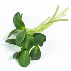 Piedmont Microgreens - Sunflower