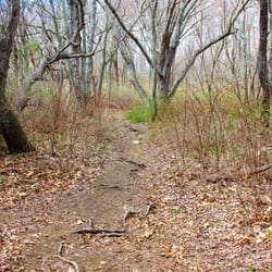 Treaty Rock Park - Short trail through the woods