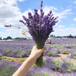 Oregon Lavender Farm