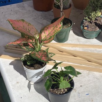 Plantiitas - the plants i got here 3 - Home Decor Near Me - Long Beach, California