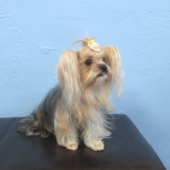 Custom Grooming - Pet Groomers Near Me - Naples, Florida Custom Grooming - Pet Groomers Near Me - Naples, Florida