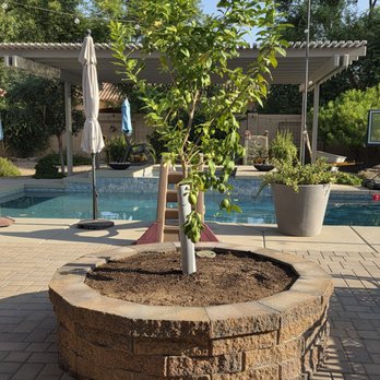 JNK Landscaping and Pools - Second lemon tree - Landscape Architects or Designers Near Me - Gilbert, Arizona JNK Landscaping and Pools - Second lemon tree - Landscape Architects or Designers Near Me - Gilbert, Arizona