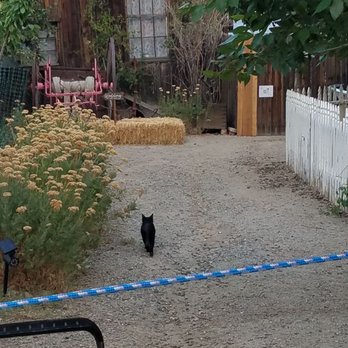 Mackay Mansion - Cat in garden - Landmarks & Historical Buildings Near Me - Virginia City, Nevada Mackay Mansion - Cat in garden - Landmarks & Historical Buildings Near Me - Virginia City, Nevada