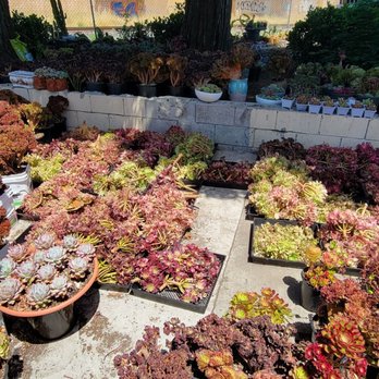 Four Seasons Succulents - Nurseries & Gardening Near Me - San Leandro, California Four Seasons Succulents - Nurseries & Gardening Near Me - San Leandro, California