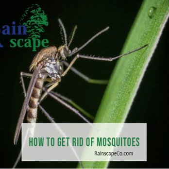 Rainscape - get rid of mosquitoes - Landscaping Near Me - Visalia, California Rainscape - get rid of mosquitoes - Landscaping Near Me - Visalia, California