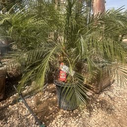 Large Pygmy Palm!