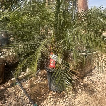 Moon Valley Nurseries - Large Pygmy Palm! - Nurseries & Gardening Near Me - Peoria, Arizona