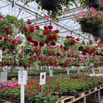 Glick's Greenhouse - Nurseries & Gardening Near Me - Oley, Pennsylvania Glick's Greenhouse - Nurseries & Gardening Near Me - Oley, Pennsylvania