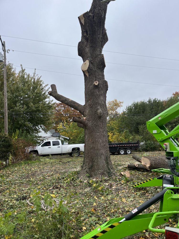 Reed Louis - tree service in Springfield, IL