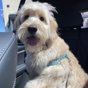Furbabies Resort and Spa - Layla looking great after her first grooming! - Pet Groomers Near Me - Scottsdale, Arizona