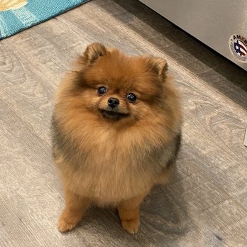 Aussie Pet Mobile Howard County - Pepper: "I clean up well." - Pet Groomers Near Me Aussie Pet Mobile Howard County - Pepper: "I clean up well." - Pet Groomers Near Me