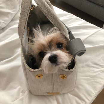Wespaw Pets Pharmacy - Baby Bongo looking trilled to be going to petcon #babybongo @poshpuppiesnyc @woofwoofbox - Veterinarians Near Me - Astoria, New York Wespaw Pets Pharmacy - Baby Bongo looking trilled to be going to petcon #babybongo @poshpuppiesnyc @woofwoofbox - Veterinarians Near Me - Astoria, New York