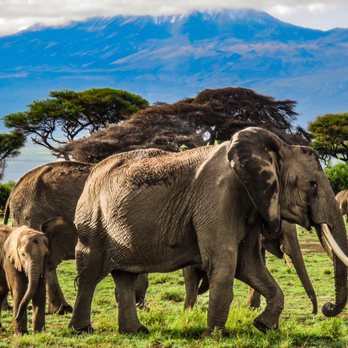 AFE Adventures - Majesty before Mt. Kilimanjaro - Travel Agents Near Me - West Sacramento, California AFE Adventures - Majesty before Mt. Kilimanjaro - Travel Agents Near Me - West Sacramento, California