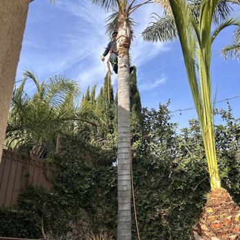 Rudy Tree Service - Tree Services Near Me
