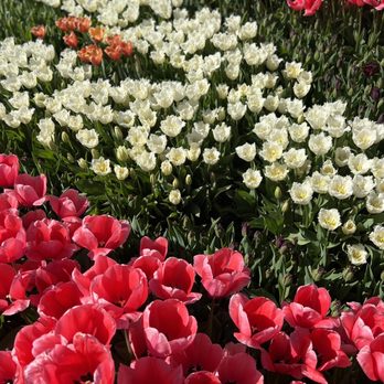 Tulip Town - IG: @ohmyono - Botanical Gardens Near Me - Mount Vernon, Washington Tulip Town - IG: @ohmyono - Botanical Gardens Near Me - Mount Vernon, Washington