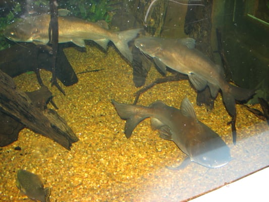 SEA LIFE Sydney Aquarium by null