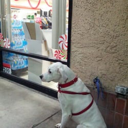 7-Eleven - Guard dog for 711