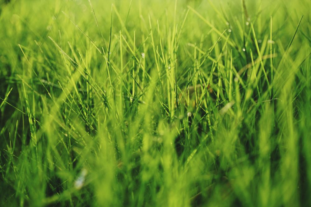 KAPP’S GREEN LAWN Extermination 10710 Pendleton Pike