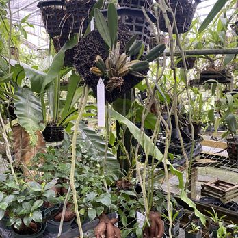Smiley’s Orchids - Nurseries & Gardening Near Me - Clermont, Florida Smiley’s Orchids - Nurseries & Gardening Near Me - Clermont, Florida