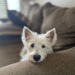 Petz Perfection Grooming Gift Greeting Cards Email, Text or