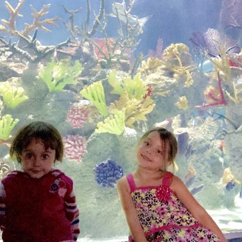 Acuario Michin - Acuario. Monday afternoon, June 26, 2017. - Aquariums Near Me - Guadalajara, JAL Acuario Michin - Acuario. Monday afternoon, June 26, 2017. - Aquariums Near Me - Guadalajara, JAL