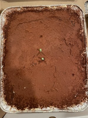 Via Garibaldi by null