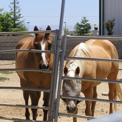 Ready 2 Ride Ranch - A few of our Resident Lesson horses.