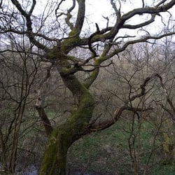 Erlebnispfad - Alte Eiche am Hang zur Urft (Eifel-Bach)