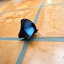 San Antonio Zoo