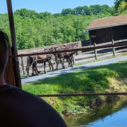 Hugh Moore Park - Mules