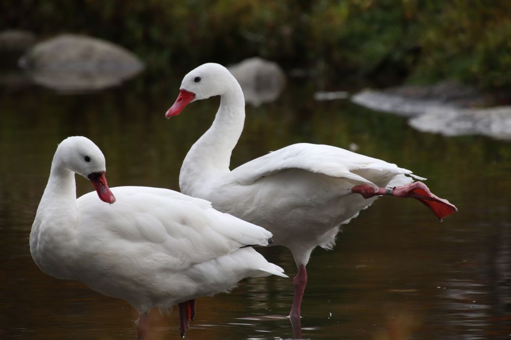 Ripley Waterfowl Conservancy Logo