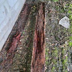 Pacific Pest Management - Carpenter ant damage